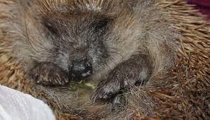 Kräftige männliche igel suchen sich bereits anfang oktober ein platz für den. Gluckliche Igel Kommen Jedes Jahr Wieder Nabu Heidelberg Die Naturschutzmacher Vor Ort