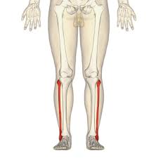 Distal to the ankle is the foot. Fibula Wikipedia