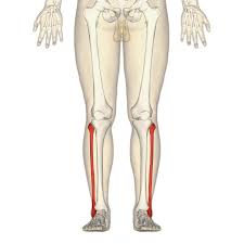 It mainly serves as an attachment point for the muscles of the lower leg. Fibula Wikipedia