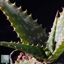 Image result for Aloe cameronii × greatheadii