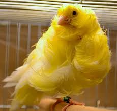 استكشف الاحتمالات التي يقدمها المحرر الخاص لتغيير لون شعارك أو الخط أو الايقونه. Ø£ÙØ¶Ù„ 17 Ø·ÙŠØ± ÙƒÙ†Ø§Ø±ÙŠ Ù…Ø¬ØªÙ…Ø¹ Ù…Ø±Ø§Ø³Ù„ÙˆÙ†