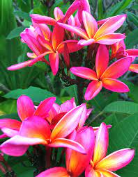 Check spelling or type a new query. 14 Easy To Grow Fragrant Tropical Flowering Plants Dengarden