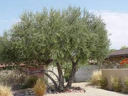 Olive trees do not require pruning in order to produce fruit, at least not until they are around 50 years old. Miralon And The History Of Olive Trees In The Palm Springs Area Part Ii