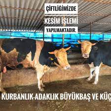 fethiye buyukbas ve kucukbas hayvan pazari posts facebook