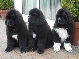 Maybe you would like to learn more about one of these? Tallisbay Newfoundland Breeder