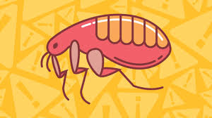 It seems that the main cause of the disease is an. What Is Bubonic Plague Symptoms Causes Diagnosis Treatment And Prevention Everyday Health