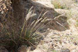 Image result for Enneapogon