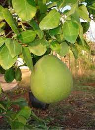 Maybe you would like to learn more about one of these? Tropical Fruit Bearing Trees