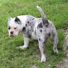 Maybe you would like to learn more about one of these? American Bulli Matones Y Demas Perros De Poder American Chooper Y Miami Ink Pages Directory