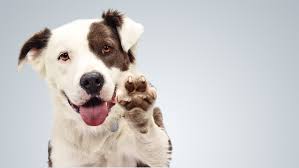 Maybe you would like to learn more about one of these? Dogs For Adoption Dallas The Y Guide