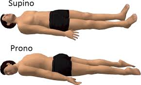 Decúbito prono - Wikipedia, la enciclopedia libre