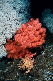 The deep sea or deep layer is the lowest layer in the ocean, existing below the thermocline and above the seabed, at a depth of 1000 fathoms (1800 m) or. Deep Sea Fishing World Ocean Review