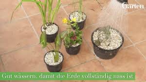 Der balkonteich miniteich im kubel anlegen anleitung. Wassergarten Tipps Zum Anlegen Und Gestalten Mein Schoner Garten