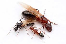 Ehrlich's reliable ant pest control service eliminates ant problems. Signs Of A Carpenter Ant Infestation Pioneer Pest Management Pest Control Portland Oregon Vancouver Washington
