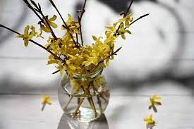Maybe you would like to learn more about one of these? 5 Ways To Propagate Forsythia Gardener S Path