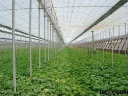 De asemenea, oferim pentru toti agricultorii consultanta cu privire la modul de plantare si ingrijire a fiecarui soi de seminte, pentru obtinerea de rezultate competitive. Cat Costa Infiintarea Unui Solar De 500 De Metri Petrati Complet Echipat