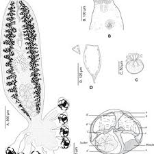 Image result for Cyclocotyla