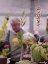 Image result for Hetaeria