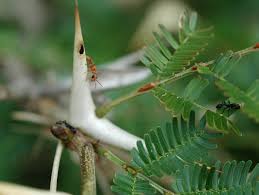 Image result for Acacia cornigera