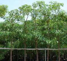 Image result for Alstonia