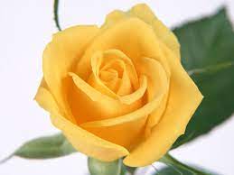 Yellow Rose Yellow Roses Rose Flower Wallpaper Beautiful Rose Flowers