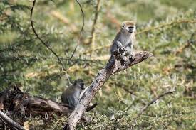Vervet Monkeys Are Omnivores It Eats Both Plants And Meat Its Diet Is Based On Leaves Buds Shoots Flowers Fruit Roo Your Spirit Animal Spirit Animal Animals