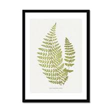 Image result for Cheilanthes hirta