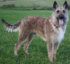 Laekenois Belgian Shepherd Dog Laekenois Belgian Shepherd Shepherd Dog Dutch Shepherd Dog