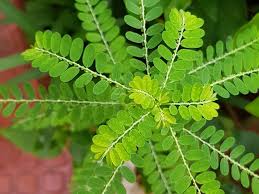 Image result for Phyllanthus inflatus