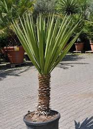Yucca Palmlilie Spanisches Bajonett Yucca Treculeana Plants Yucca Plant Yucca