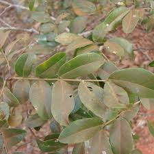 Image result for Copaifera