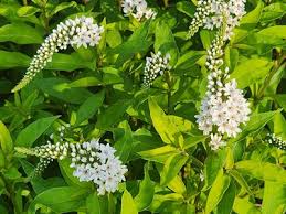 Image result for Limosella capensis