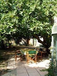 Check Out My Garden Playlist Under The Fig Tree At Spotify Bilde Fra Http Imagesus Homeaway Com Mda01 A97c3740 Patio Garden Jungle Gardens Dream Garden