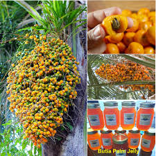 Image result for Butia