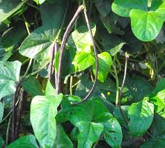 However, seeds will add several years to your wait. Article On Asparagus Beans In Growing For Market Sustainable Market Farming