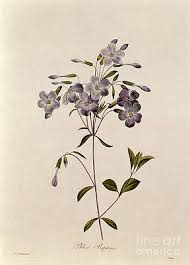 You guys clearly love you some purple! Purple Flowers Drawings Fine Art America