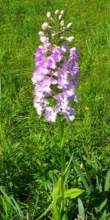 Image result for Pyrenacantha grandiflora