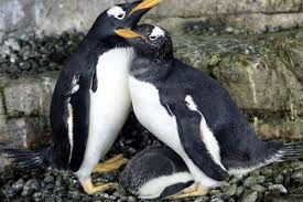 Roy and silo, male chinstrap penguins (pygoscelis antarcticus) who lived at the central park zoo in new york city, were partners for six years; Same Sex Penguin Parents Electra And Viola Hatch A Chick Together And It S Just Adorable Upworthy