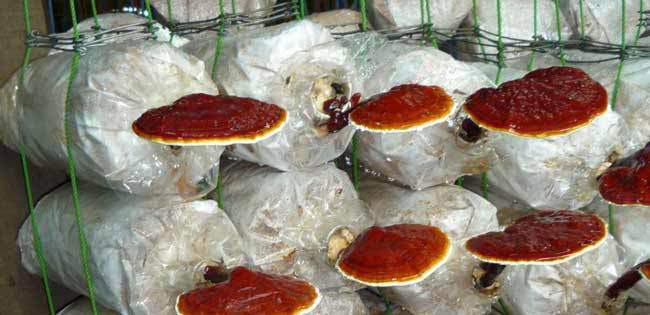 Image result for reishi mushroom cultivation in india