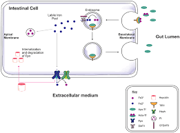 Iron man can withstand trauma in ways tony can't, emotional trauma most of all. Frontiers The Aging Of Iron Man Frontiers In Aging Neuroscience