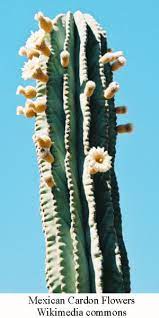 If your device doesn't have the google assistant app. Mexican Cardon Cactus The World S Largest Cactus Arizona Daily Independent