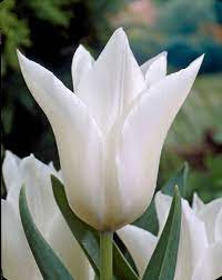 We did not find results for: Tulip Bulbs White Triumphator Very Elegant Tall Tulip Tulip Store