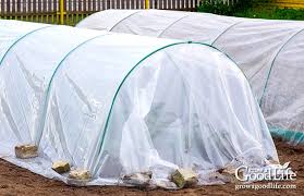 Bamboo is known for attracting joy and wealth. 6 Ways To Protect Plants From Frost