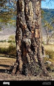 Image result for Acacia nigrescens