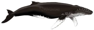 After the whale released michael packard, mayo pulled him from the water. Buckelwal Futurismo
