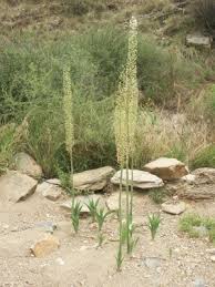 Image result for Drimia calcarata