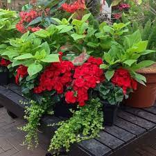 Home And Garden Diy Ideas Photos And Answers Container Flowers Container Gardening Flowers Container Gardening