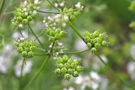 Closeup of Coriander Seeds with Blurred Flowers in the Background Stock  Image - Image of green, freshness: 164087157