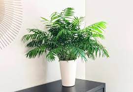 The parlor palm can handle low light conditions extremely well, which is why it can be found even in small offices with limited natural light. How To Care For A Parlor Palm Chamaedorea Elegans Smart Garden Guide