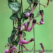Image result for Ceropegia burchelliana